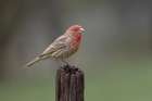 Male house finch in winter. Art Print